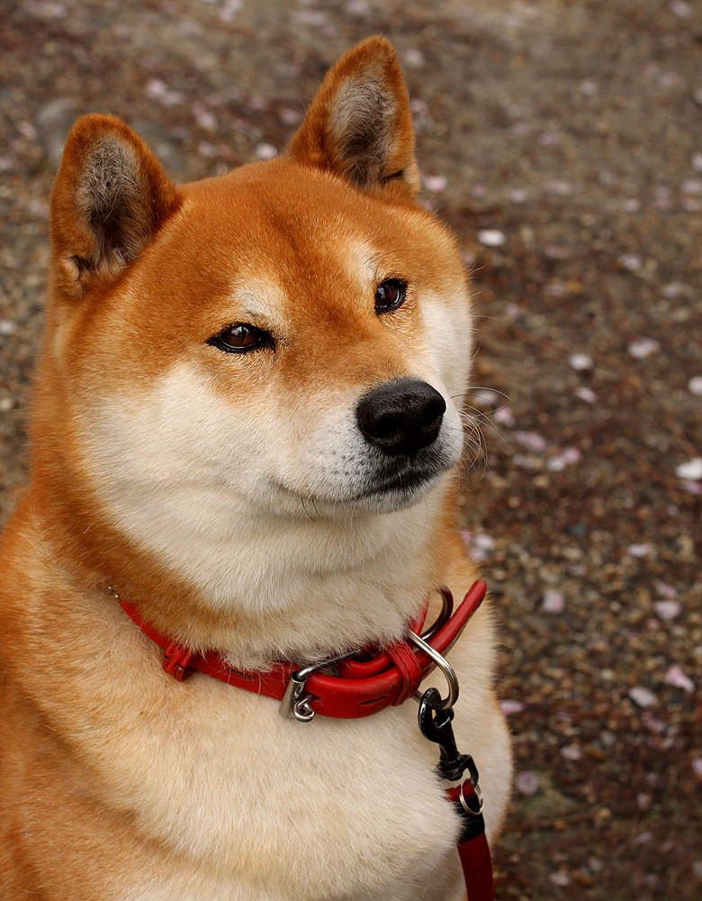 SHiBA iNU