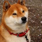 SHiBA iNU