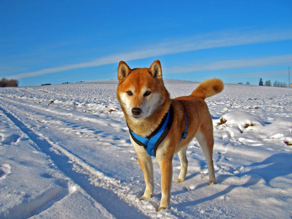 Shiba Inu