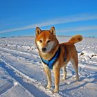 Shiba Inu