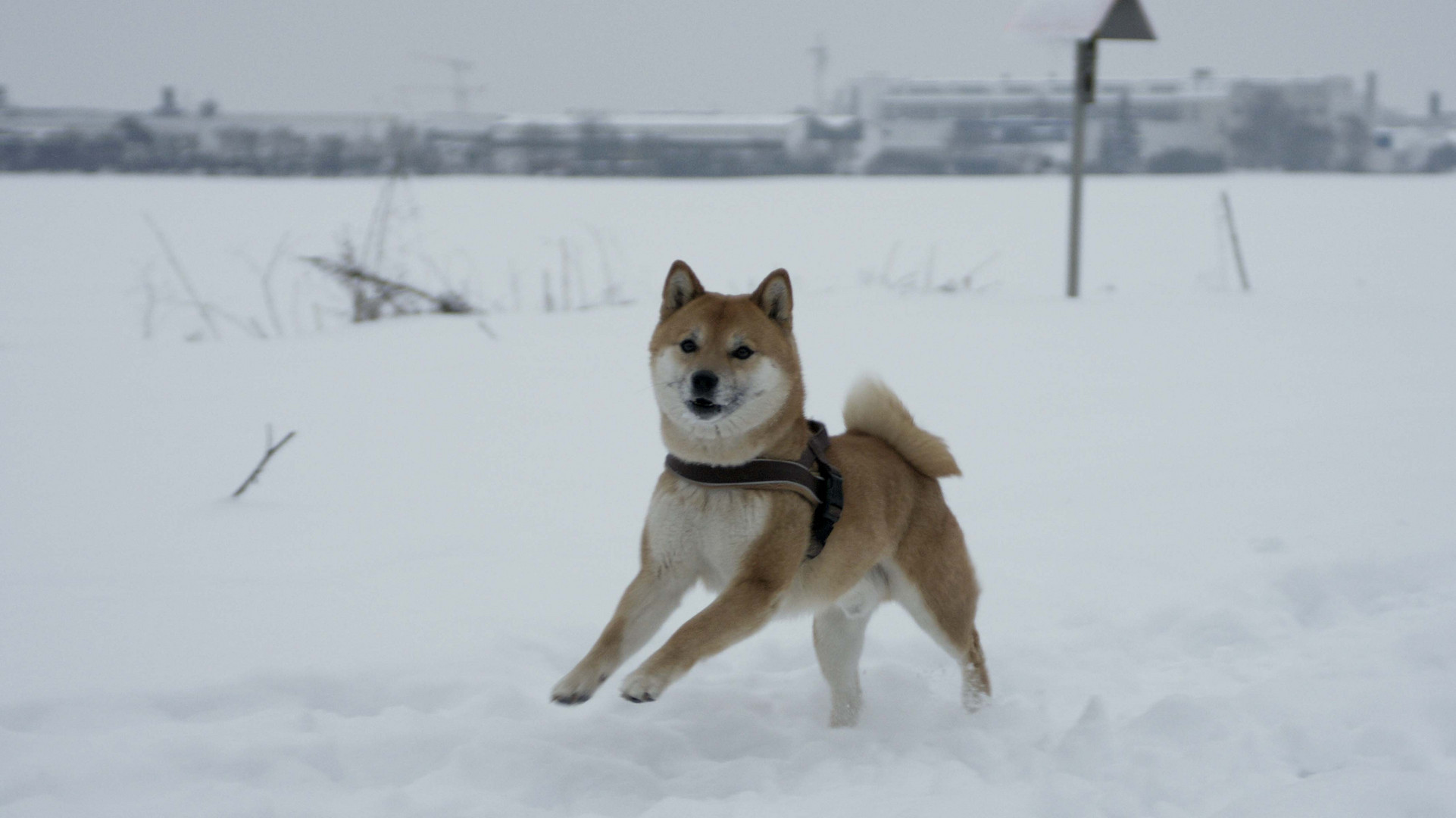 Shiba-Inu