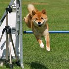 Shiba Inu beim Agility