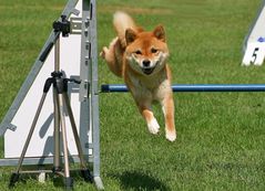 Shiba Inu beim Agility