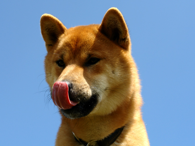 Shiba Inu Benkai