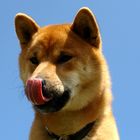 Shiba Inu Benkai