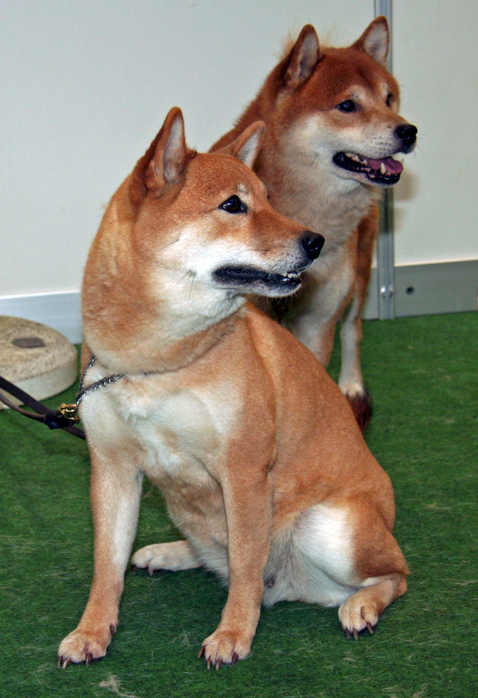 Shiba-Inu