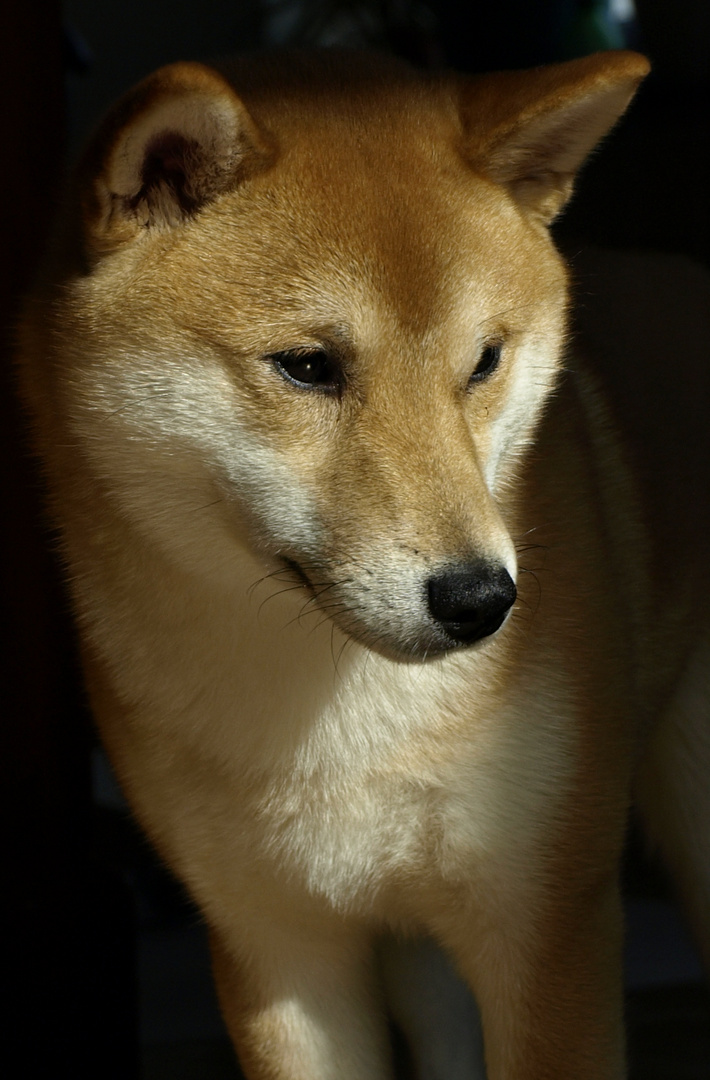 Shiba Inu