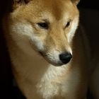 Shiba Inu