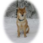 SHIBA-INU - eine seltene Hunderasse