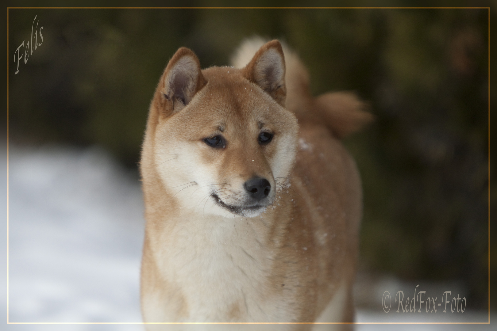 Shiba Inu Felis