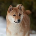 Shiba Inu Felis