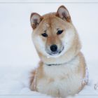 Shiba Inu Felis