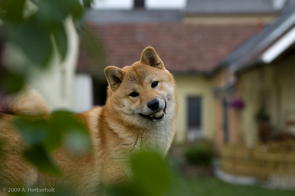 Shiba Inu Hündin Manami