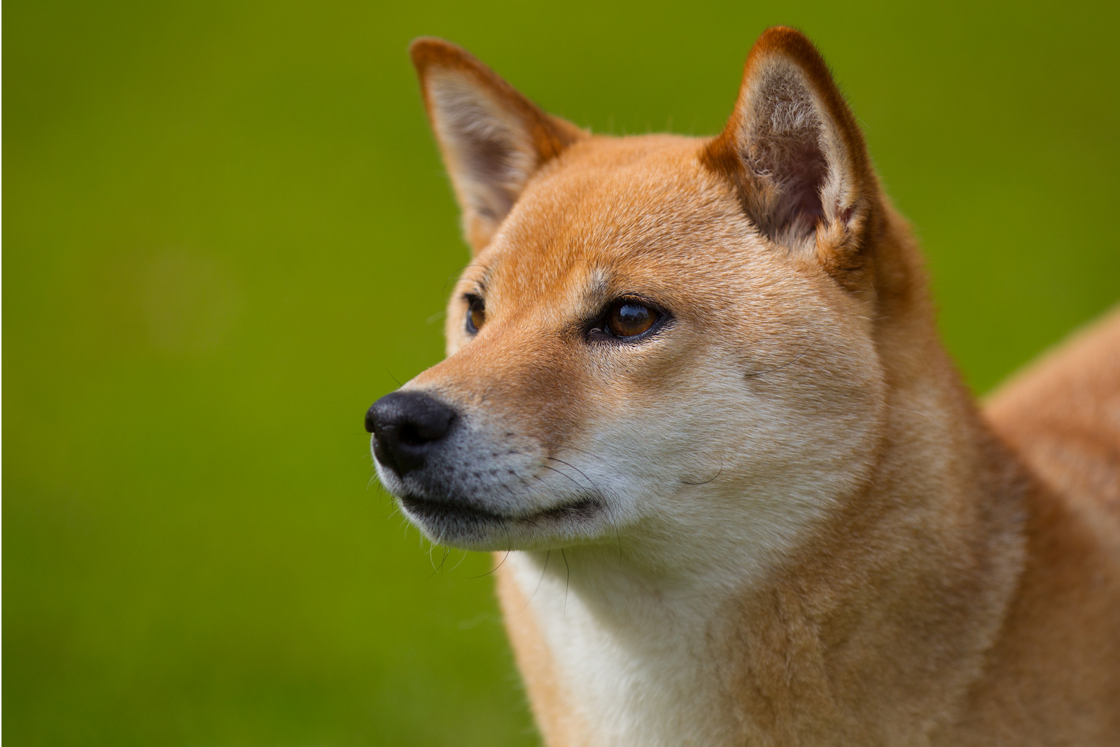 SHIBA INU-Hund