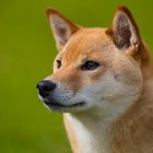 SHIBA INU-Hund