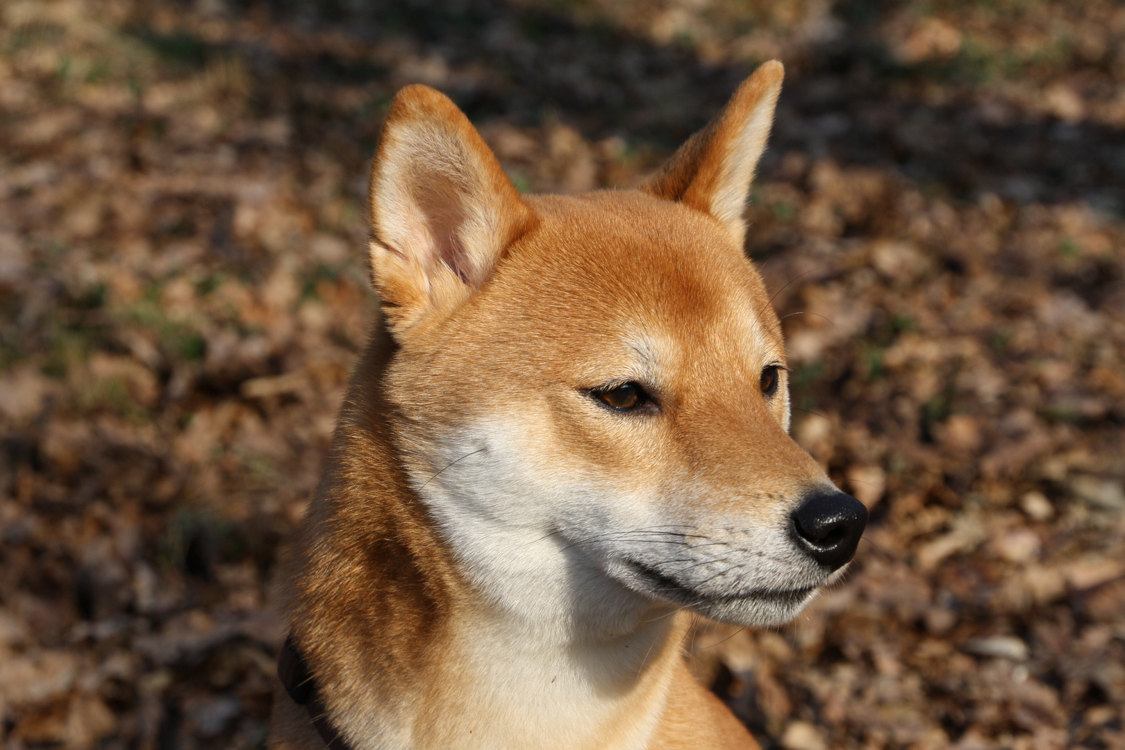 Shiba Inu im Wald