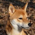 Shiba Inu im Wald