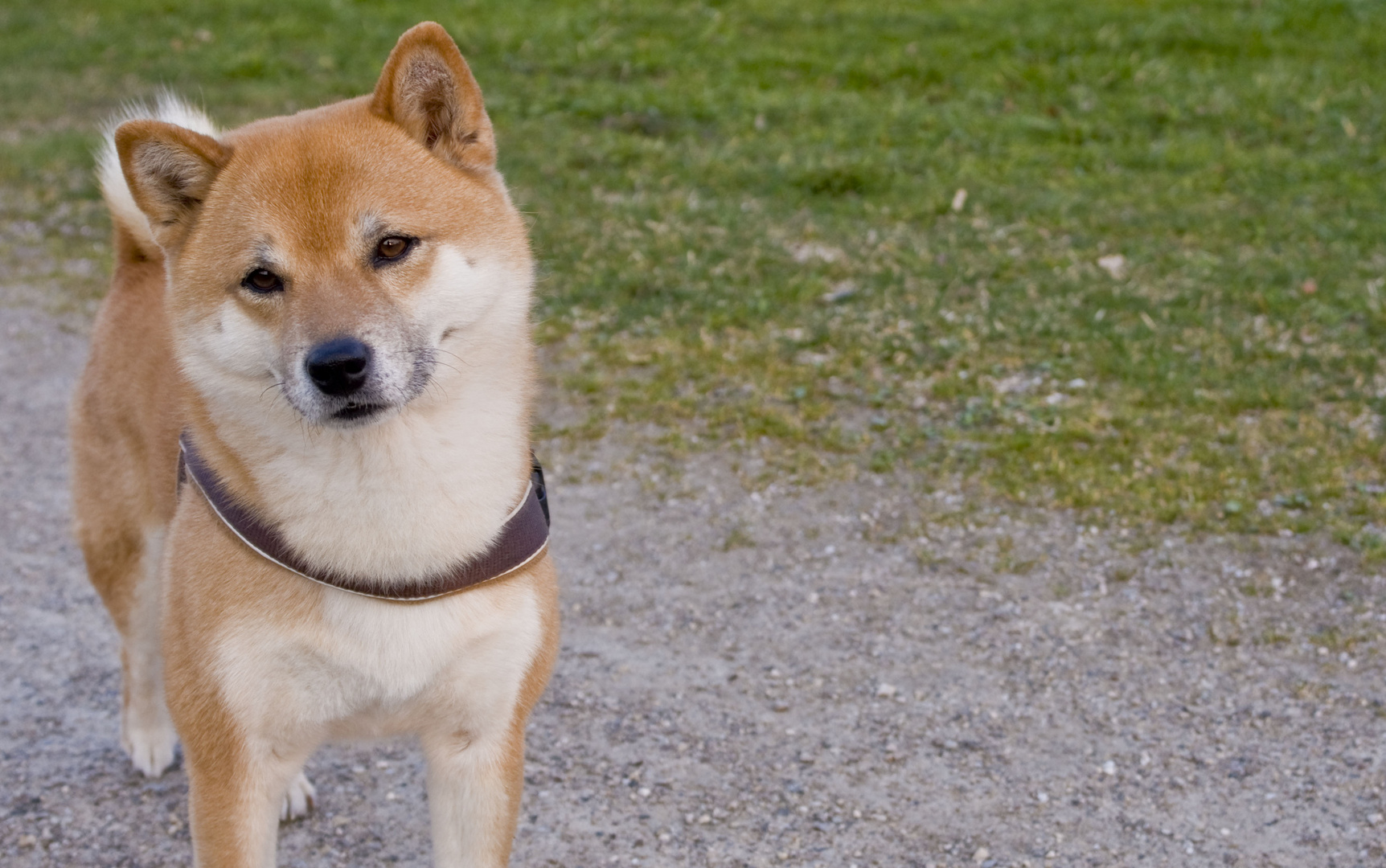 Shiba-Inu in Pose