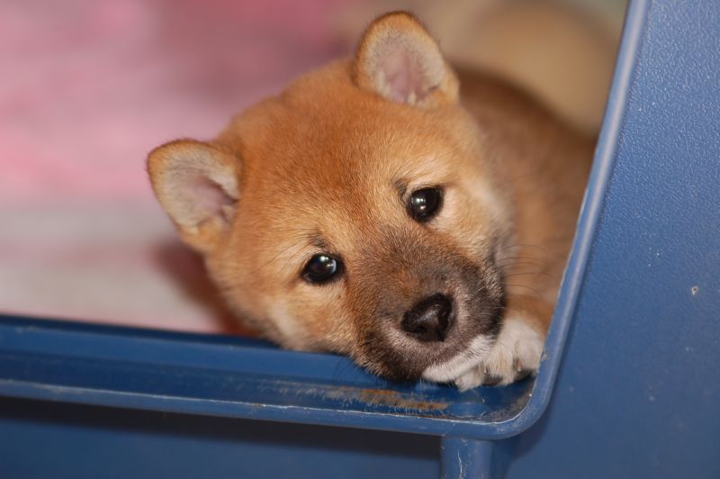 Shiba Inu Welpe Manami