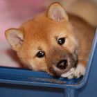 Shiba Inu Welpe Manami