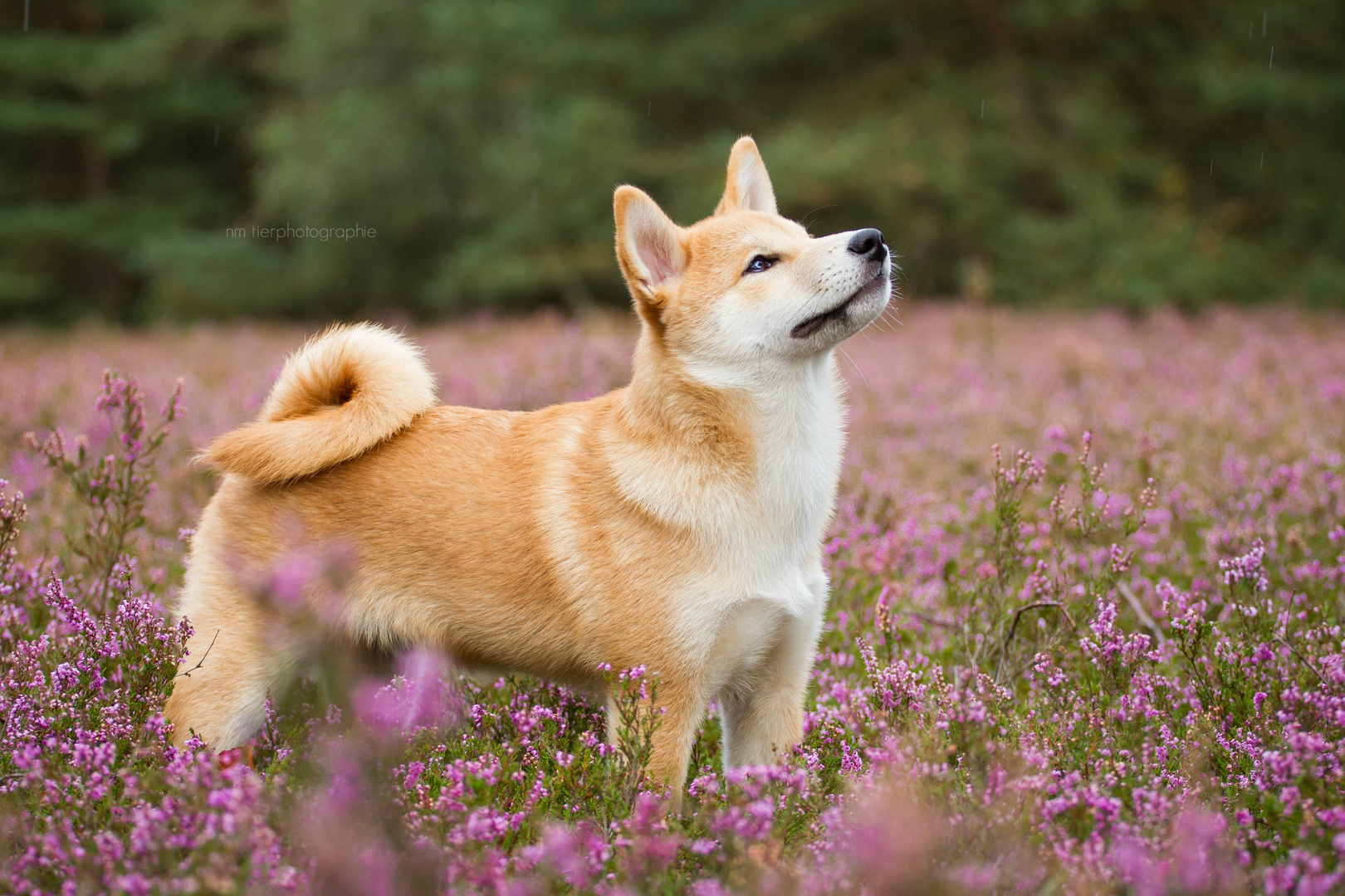 Shiba Inu Welpe "Tetsu"