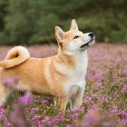 Shiba Inu Welpe "Tetsu"