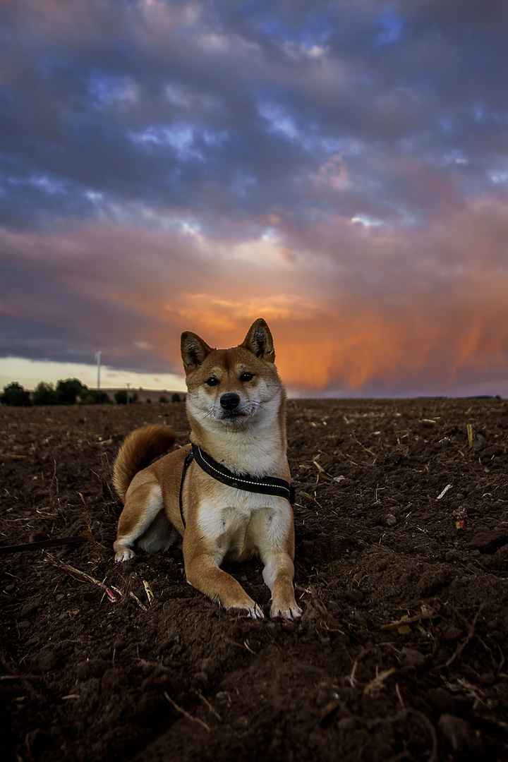 shiba island