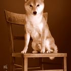 Shiba Portrait