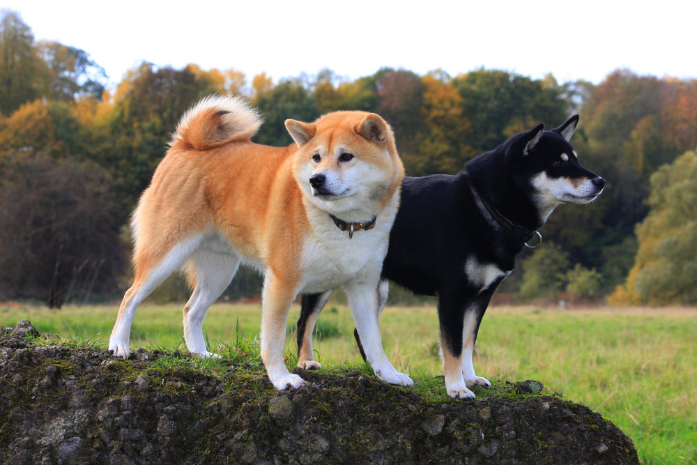 Shibas...