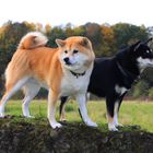 Shibas...