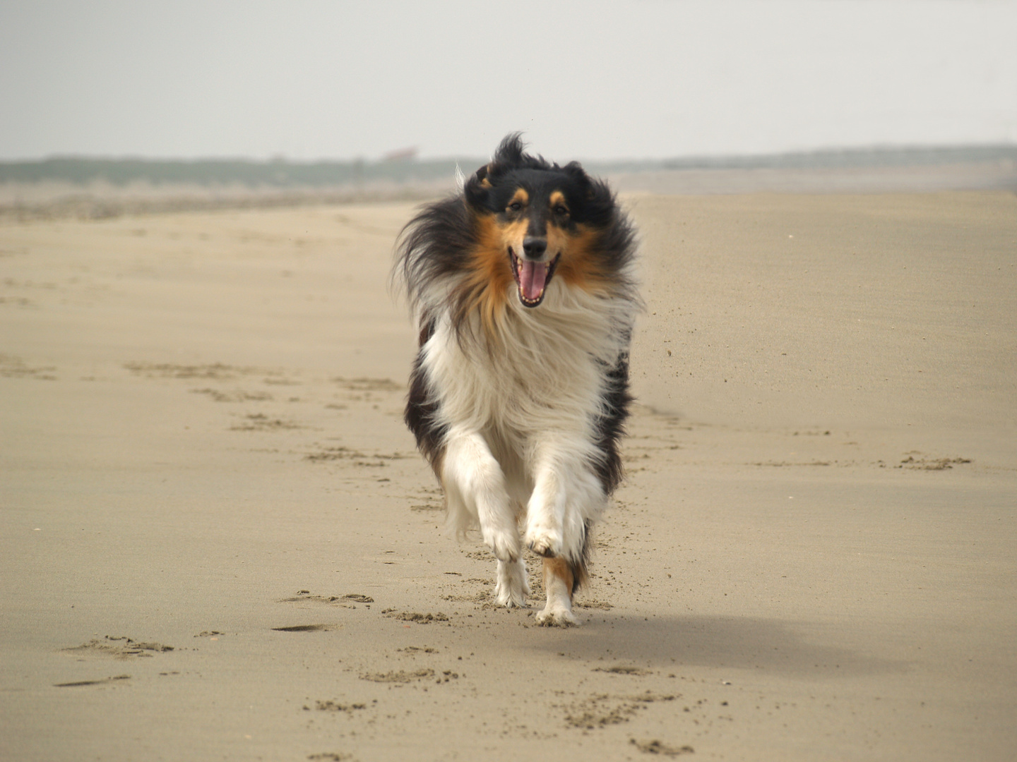 Shicco am Strand in NL