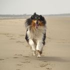 Shicco am Strand in NL