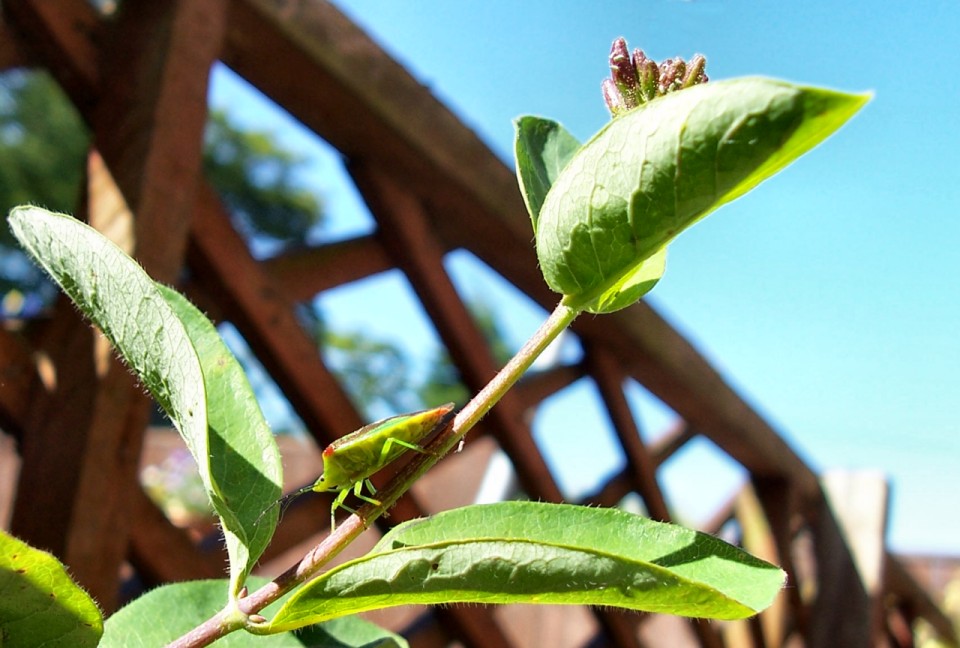 Shield Bug on Honeysuckle