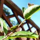 Shield Bug on Honeysuckle