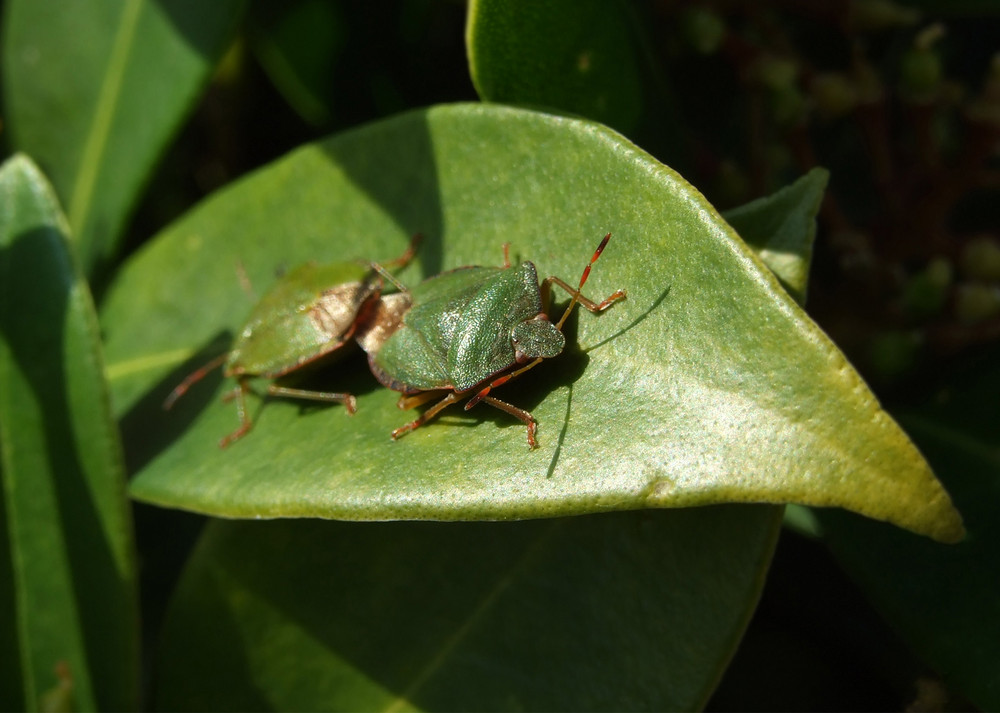 Shield bugs