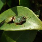 Shield bugs