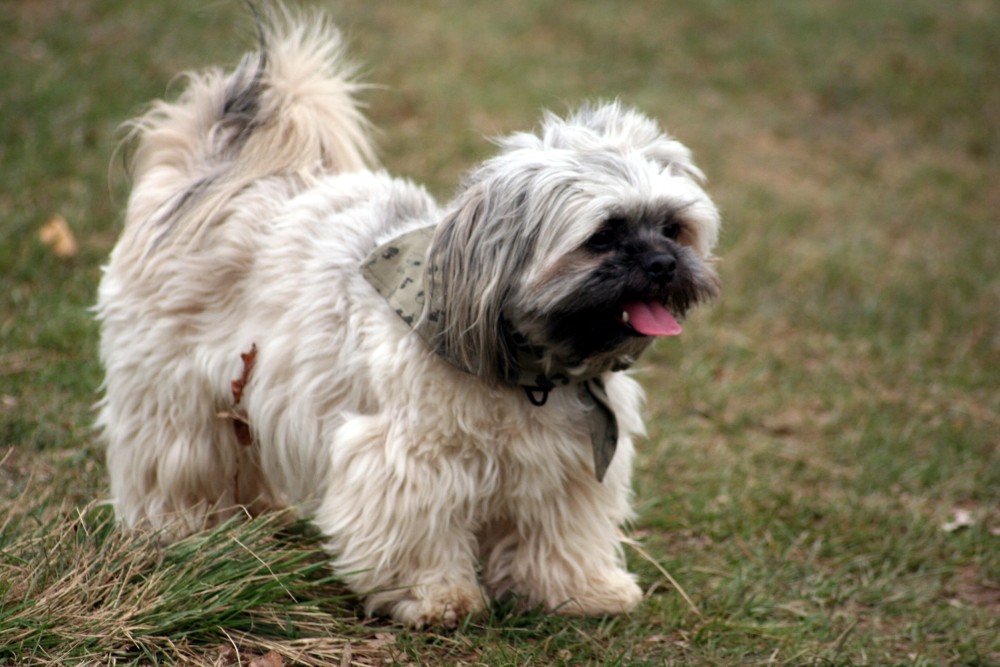 Shih Tzu