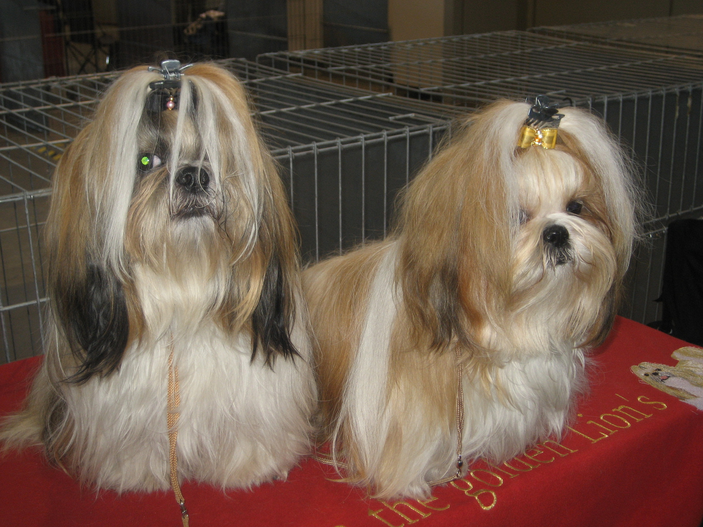 Shih Tzu