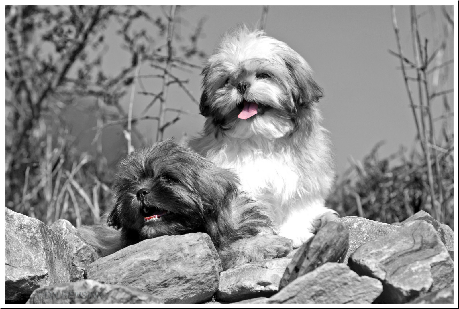 shih tzu