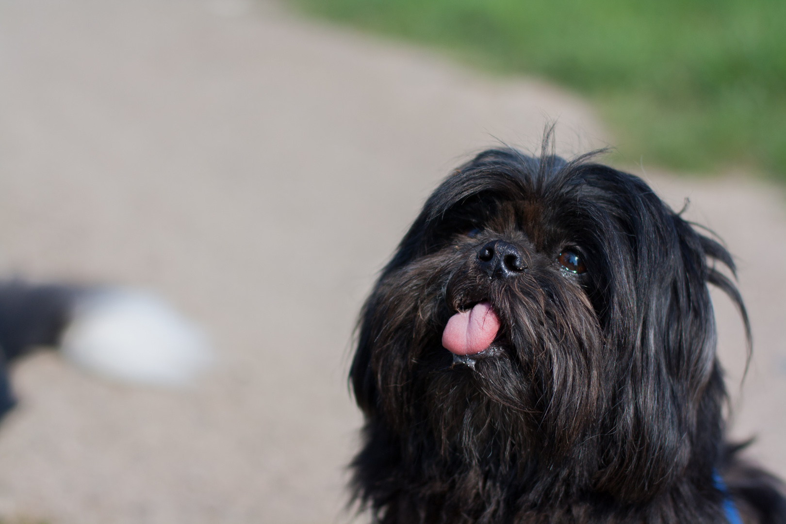 Shih Tzu