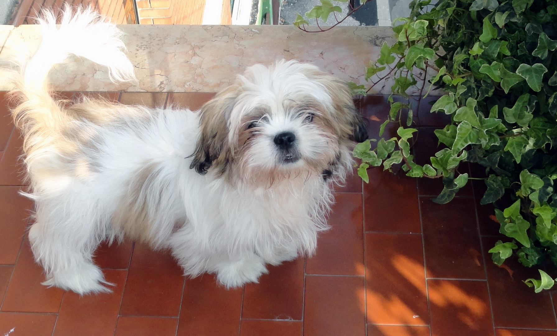 shih-tzu il mio cagnolino