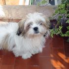 shih-tzu il mio cagnolino