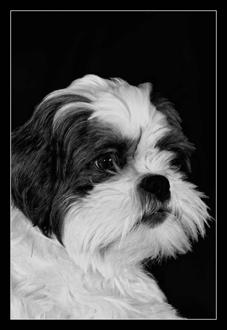 shih tzu maltezer portrait