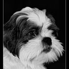 shih tzu maltezer portrait