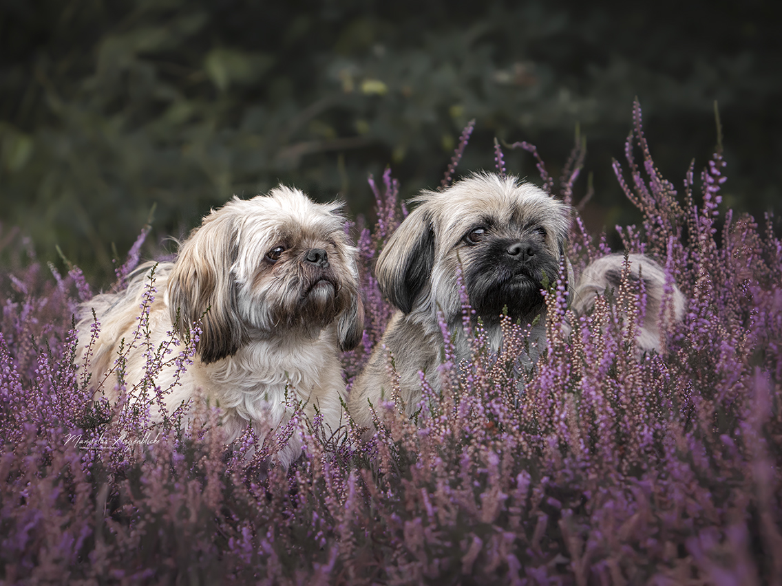 Shih Tzu Pärchen 