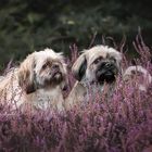 Shih Tzu Pärchen 