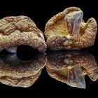 Shiitake Pilze auf einer Küchenwaage gespiegelt