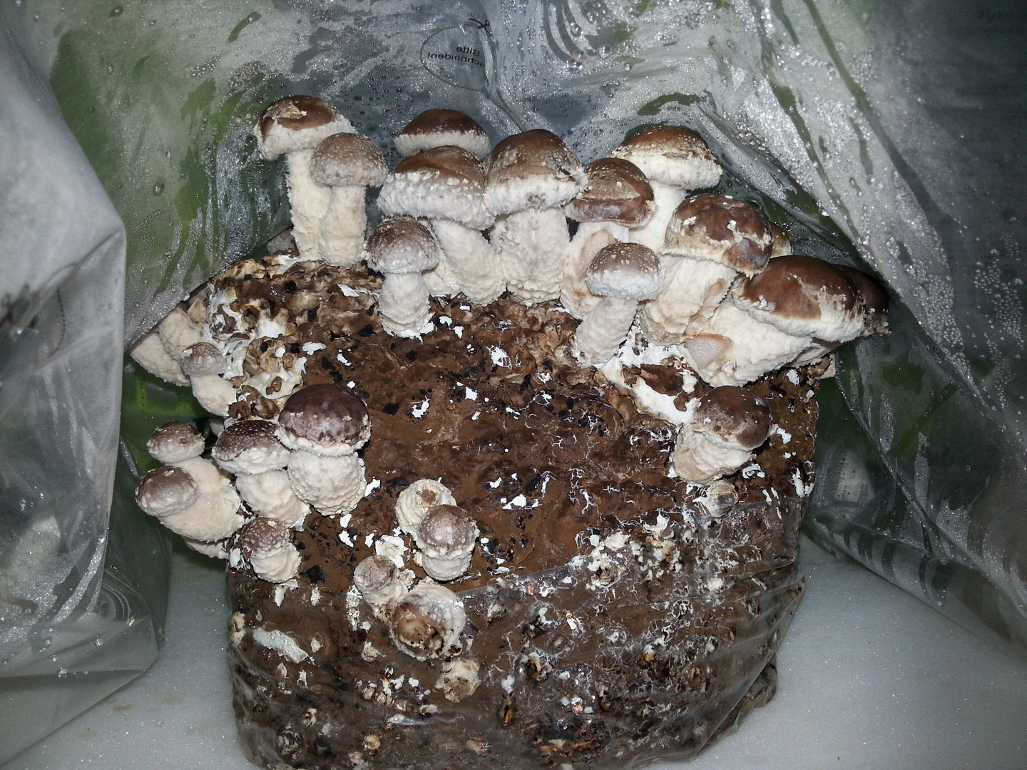 Shiitake Pilzzucht Foto & Bild pflanzen, pilze & flechten, pilze