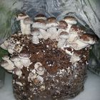 Shiitake Pilzzucht