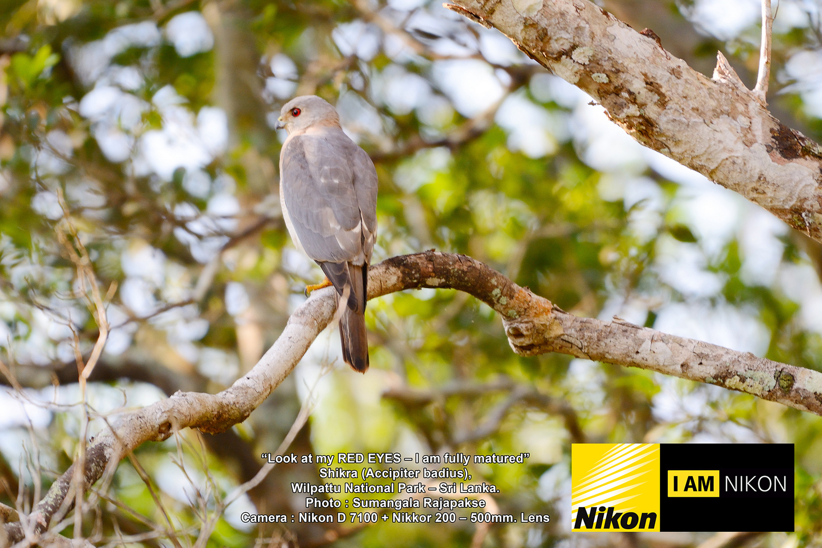 Shikra ( Accipiter badius).